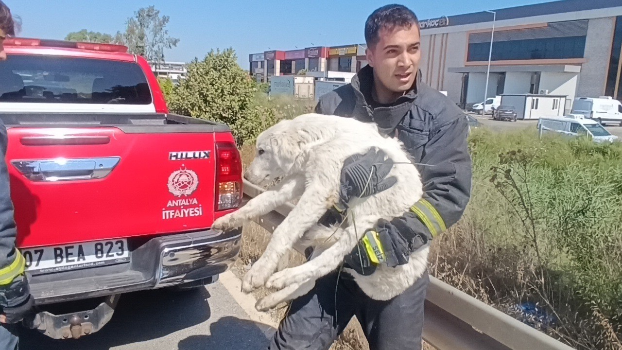 Mahsur kalan köpeğin sesini sadece o duydu, kurtarıldığında gözyaşlarına boğuldu