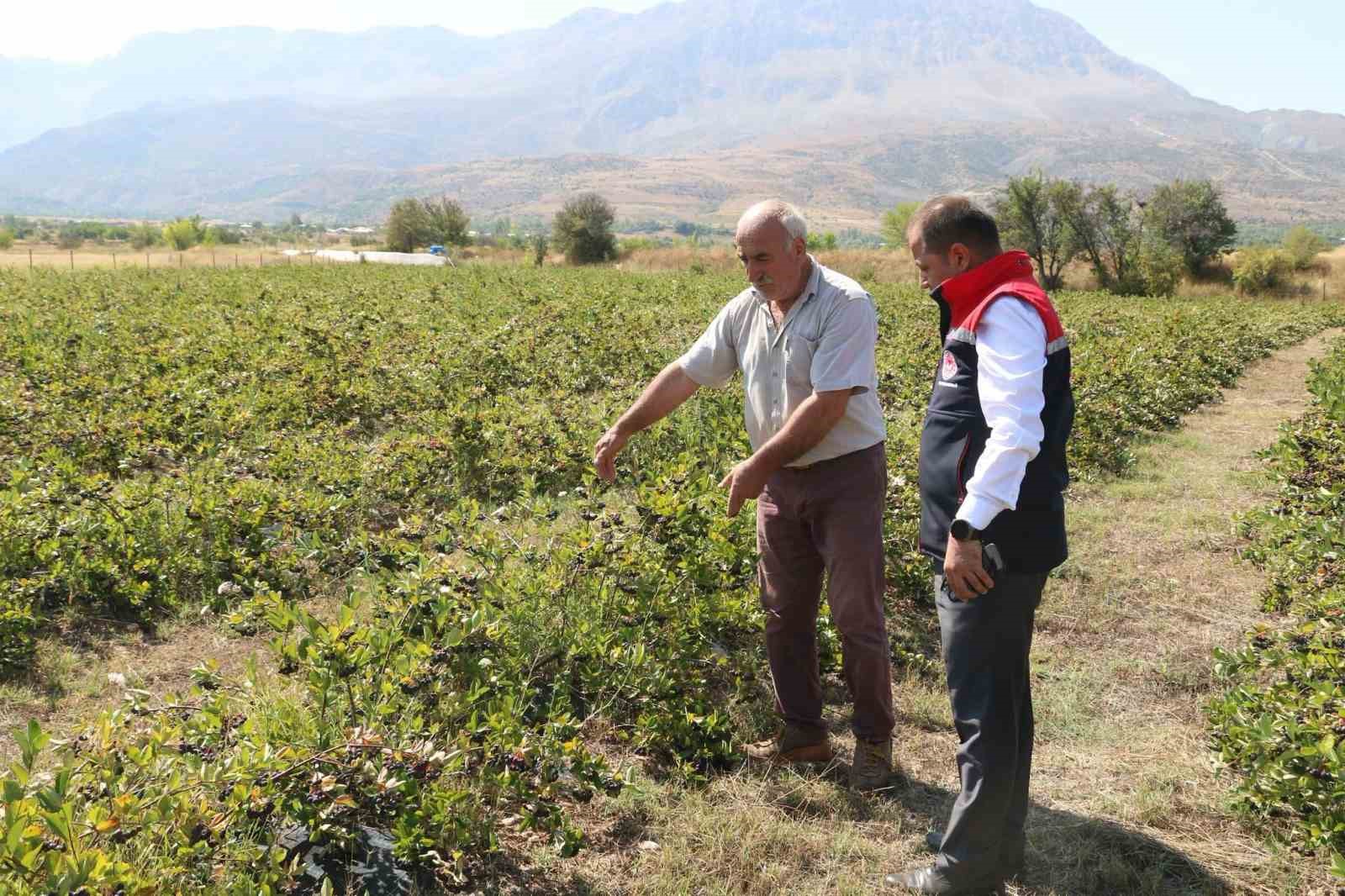 Erzincan’da aronya hasadı yaklaşıyor