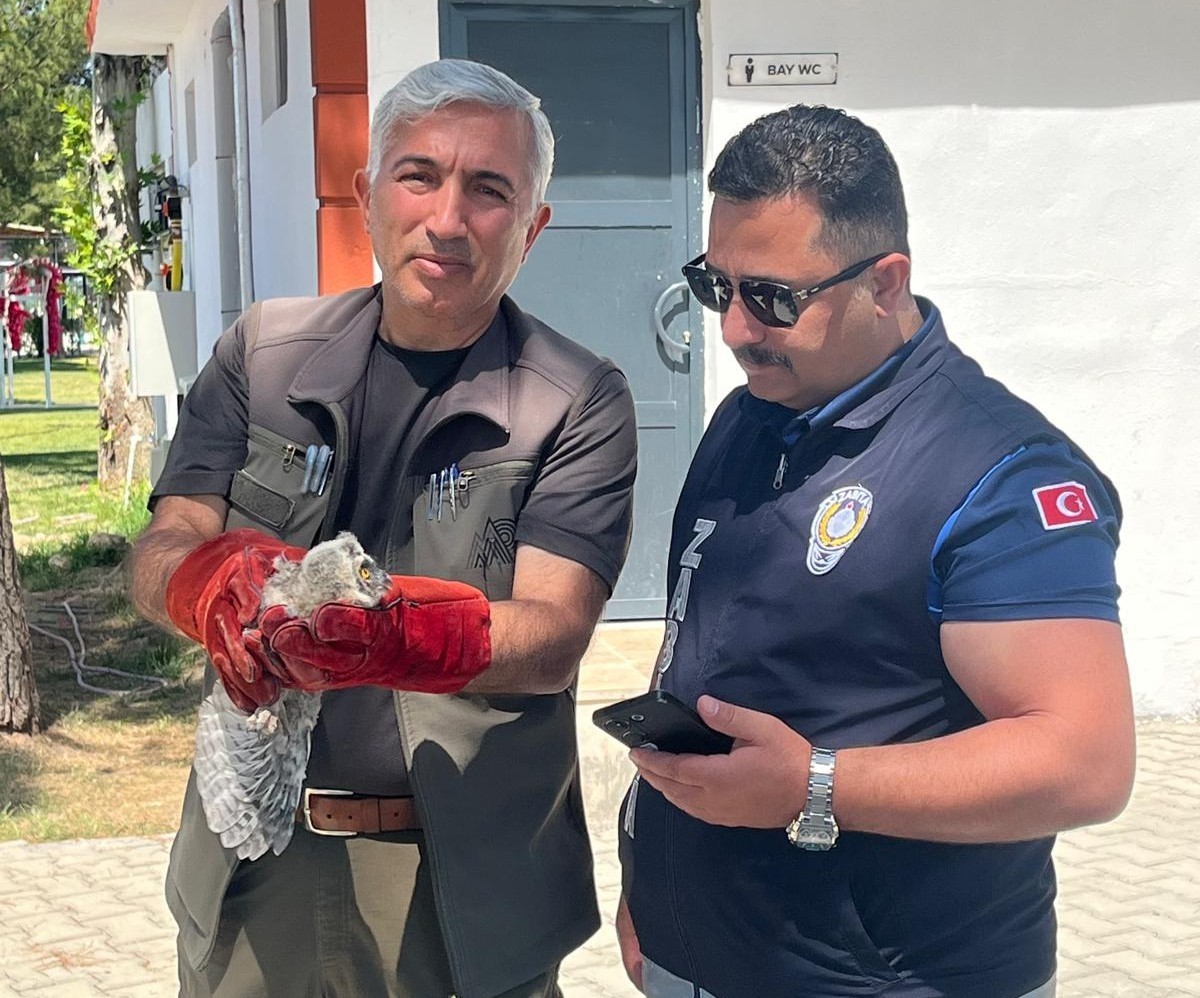 Battalgazi zabıtası, bulduğu yavru baykuşu koruma altına aldı