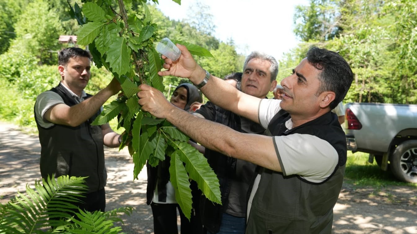 Kestane ormanlarını korumak için 5 bin samuray arısı doğaya salındı