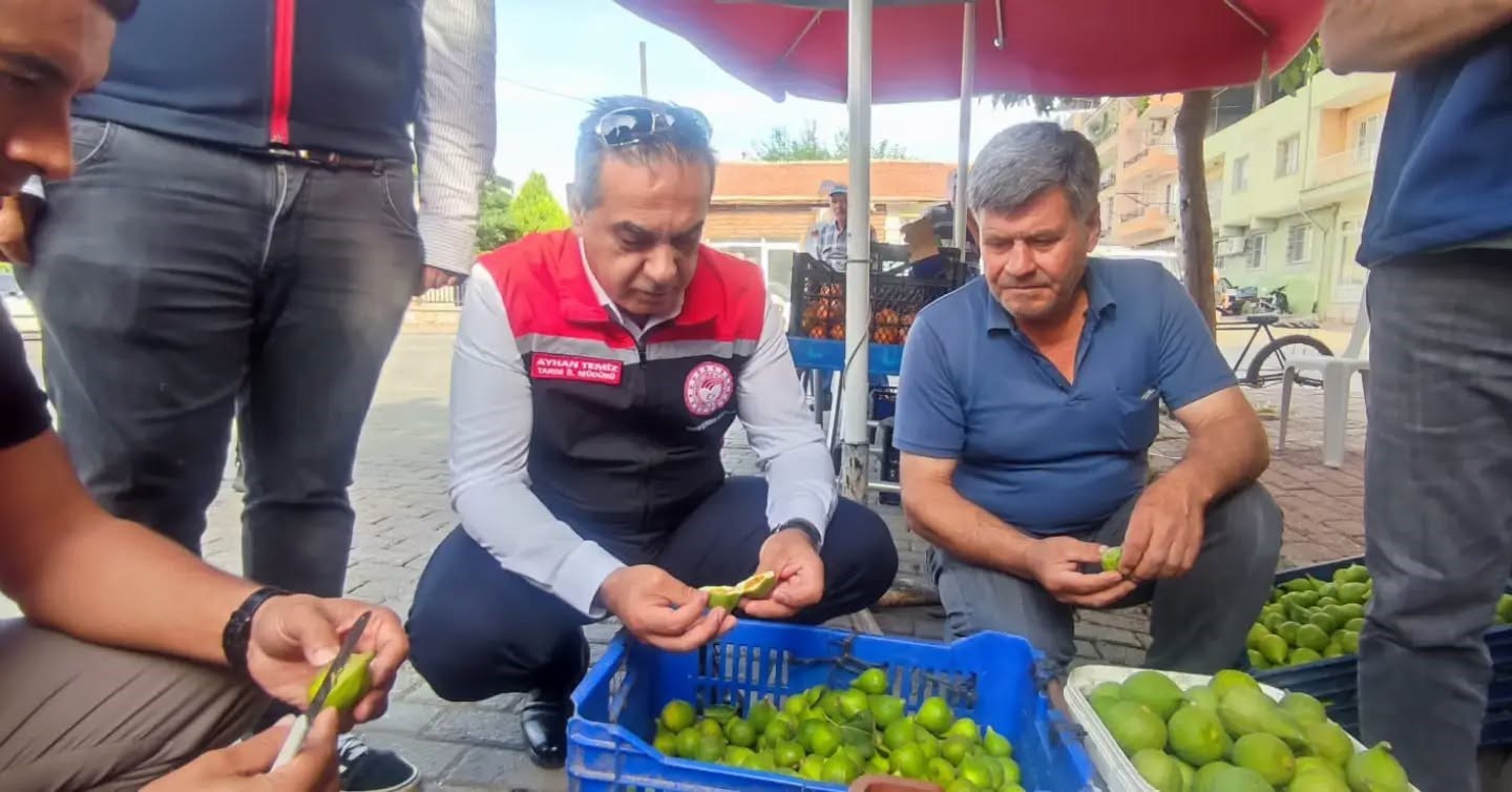 Aydın’ın dünya markası inciri için sahada yoğun mesai