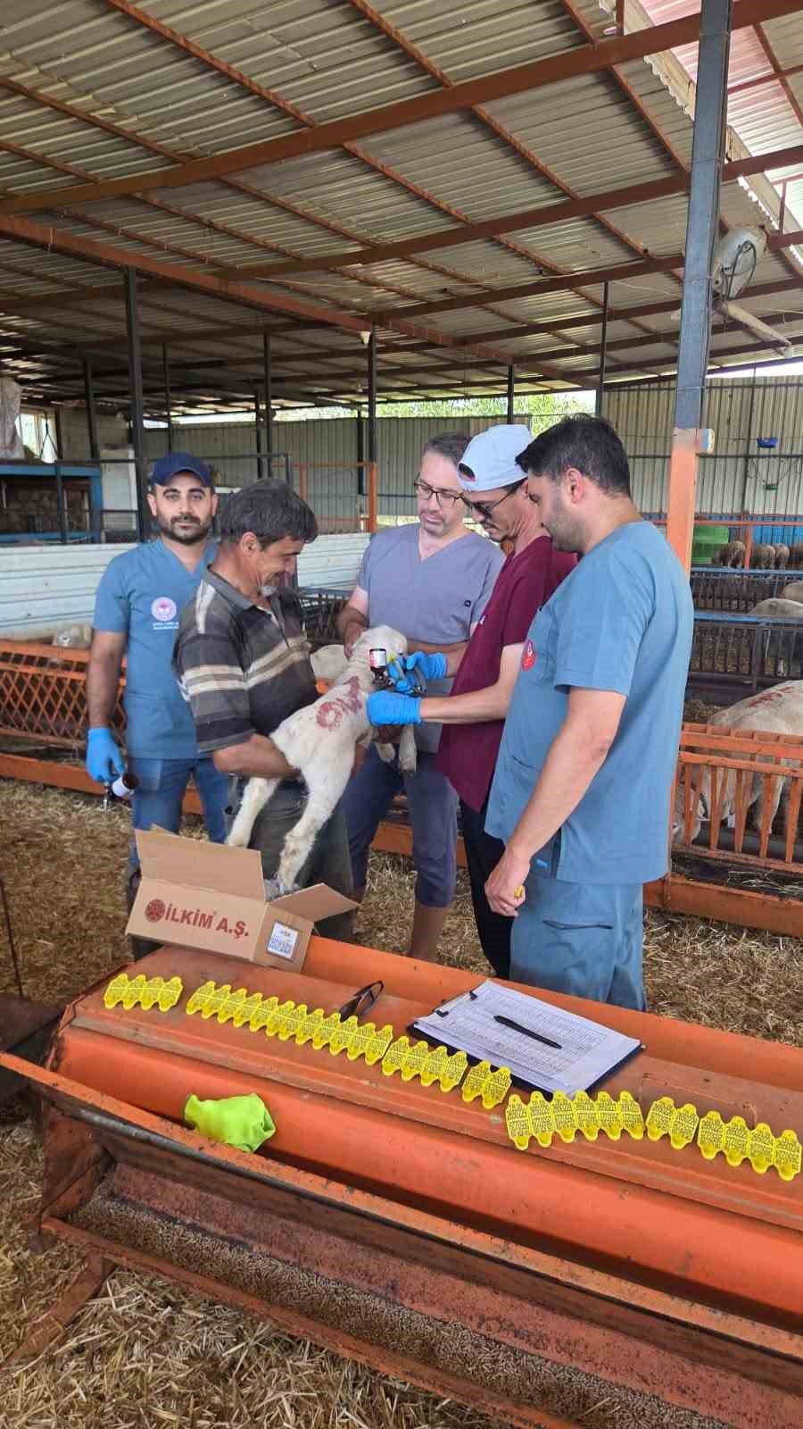 Bozdoğan’da hayvan sağlığı ekipleri sahada