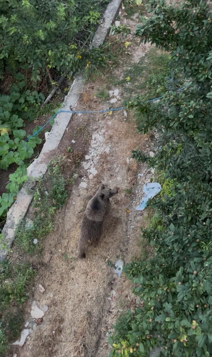 Bahçeye giren ayı paniğe yol açtı