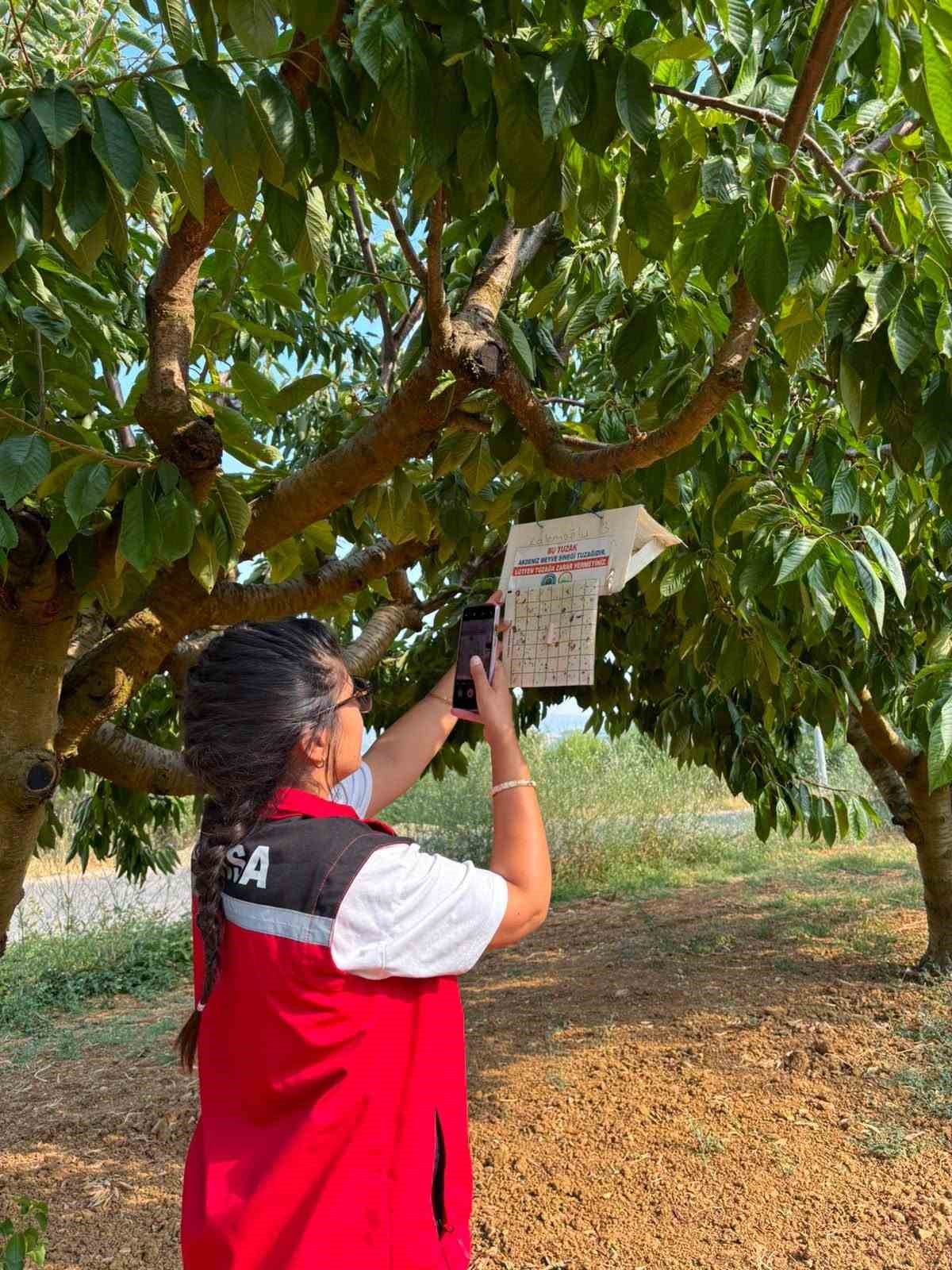 Manisa&rsquo;da zeytin ve meyve bah&ccedil;eleri zararlılara karşı takipte