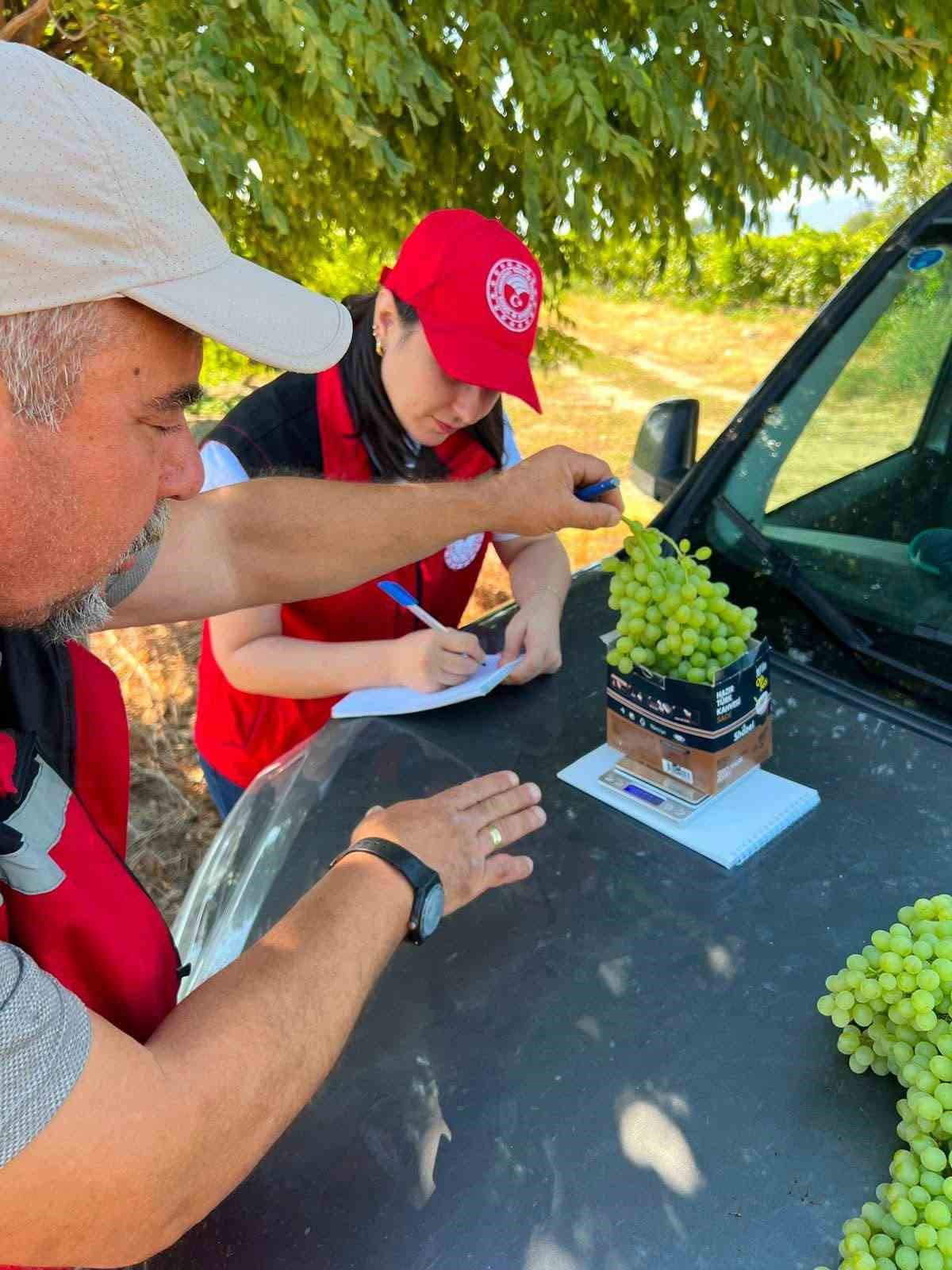Sarıg&ouml;l&rsquo;de bağlarda rekolte seferberliği