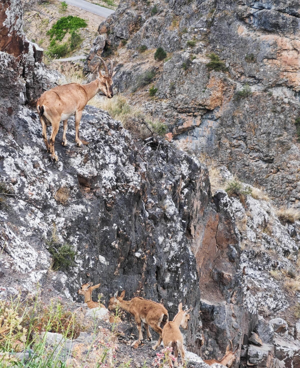 Yerinde duramayan yavru yaban keçilerinin kayalar üzerindeki oyunu kamerada