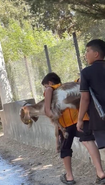 Koca yürekli iki kuzen, yangından kurtardıkları oğlaklarını sırtlarında taşıdı