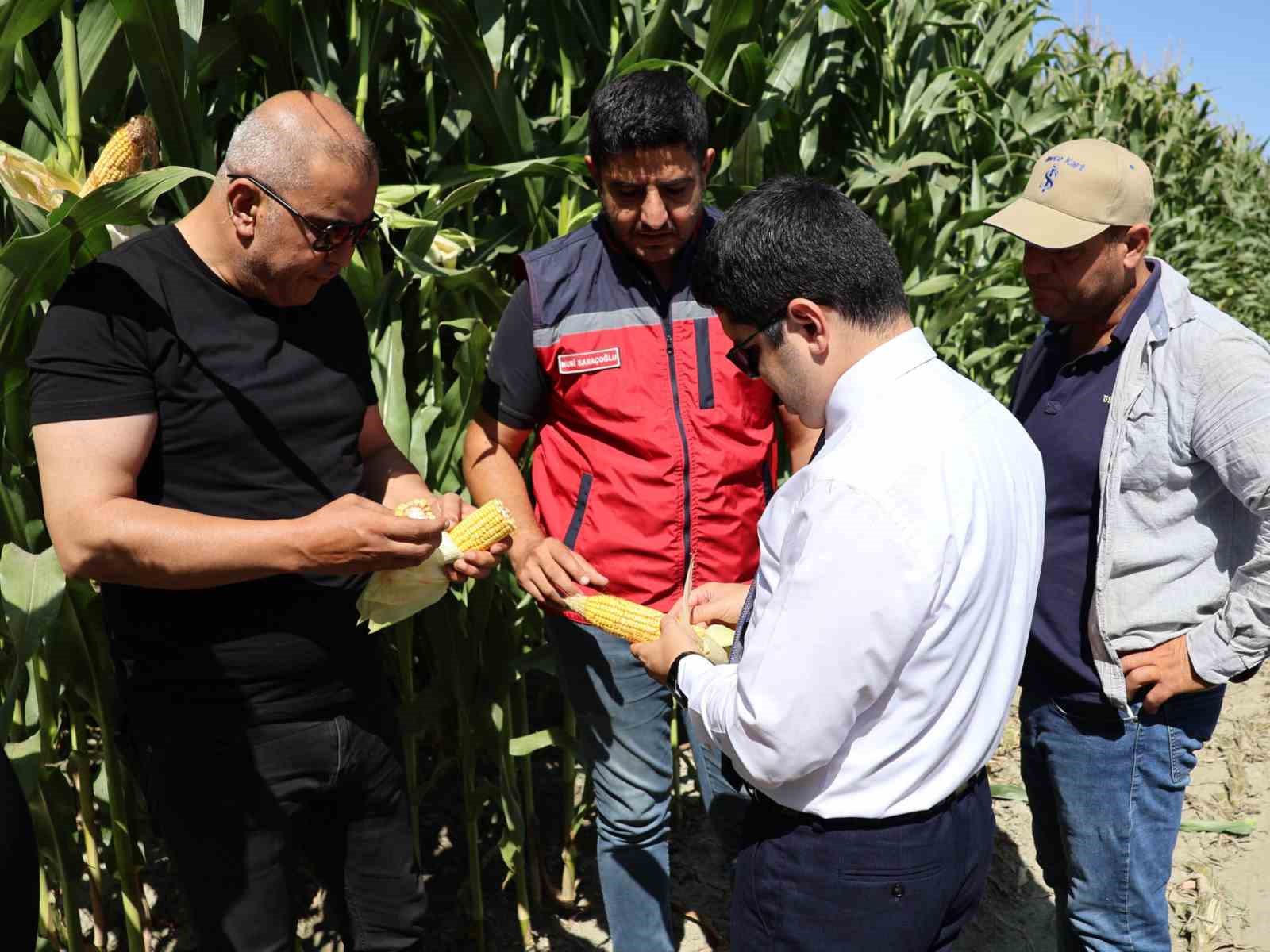 Arsuz’da silajlık mısır hasadı başladı