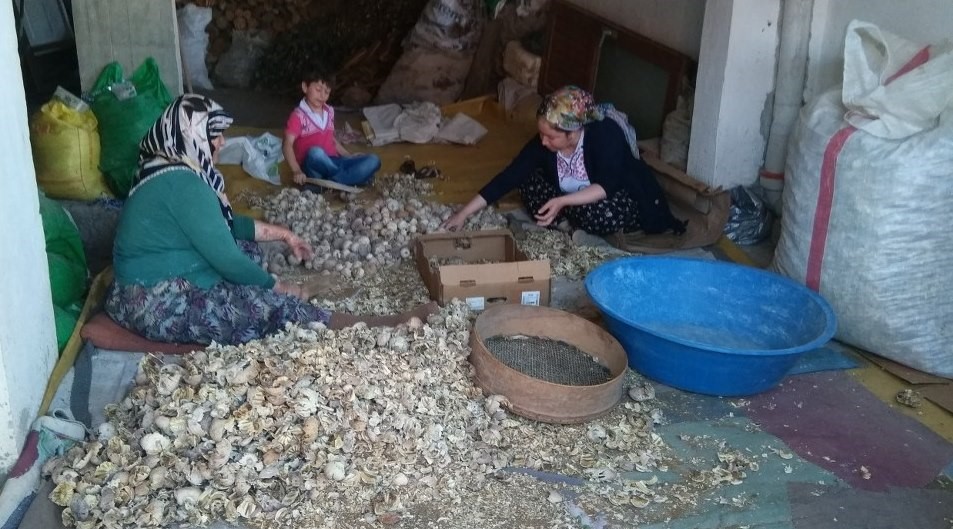 Üreticilerden haşhaş tohumu alımı yapılacak