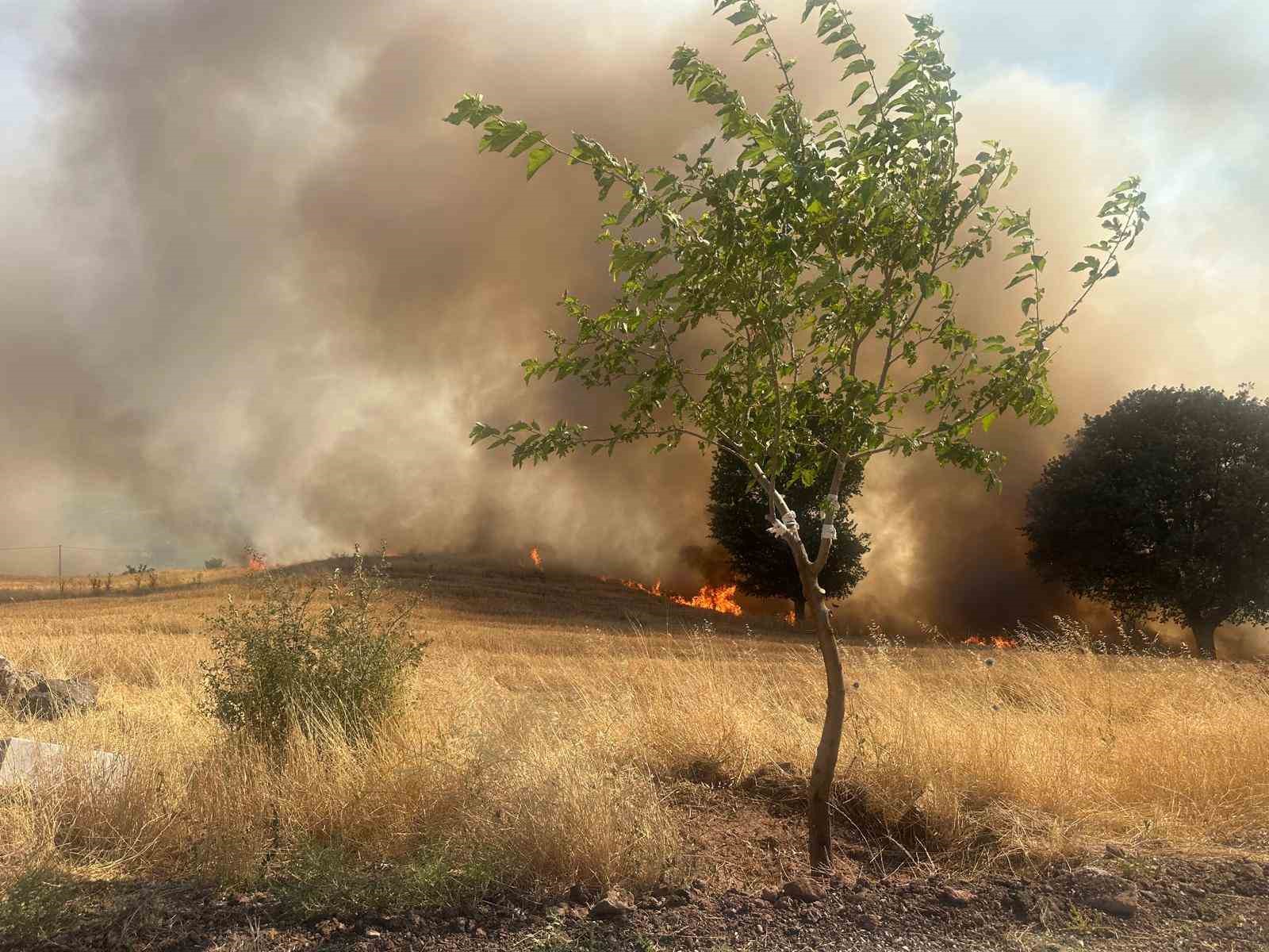 Trafo yangını ağaçlık alanı yok etti