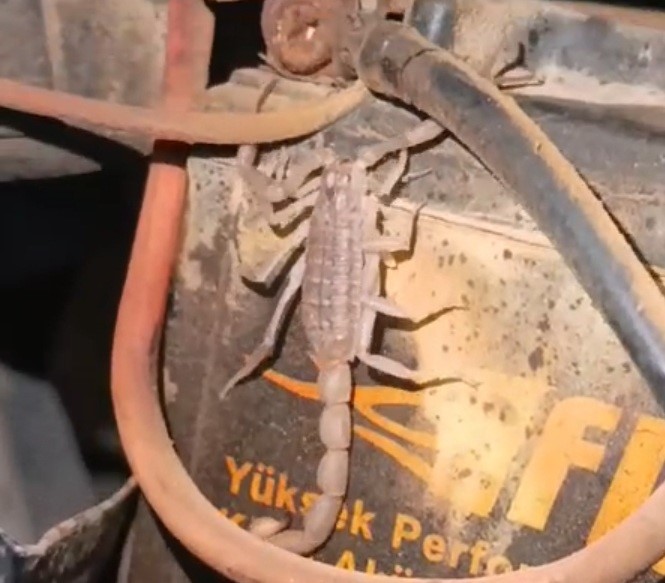 Motosikletin motorundan akrep &ccedil;ıktı
