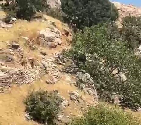 Diyarbakır dağları yaban keçilerine emanet