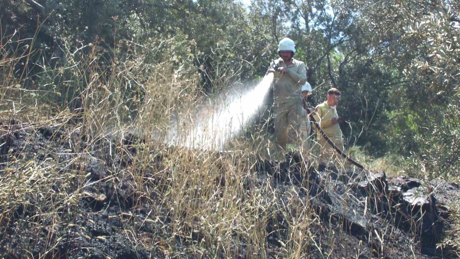 Burhaniye de çıkan arazi yangınında çok sayıda zeytin ağacı zarar gördü