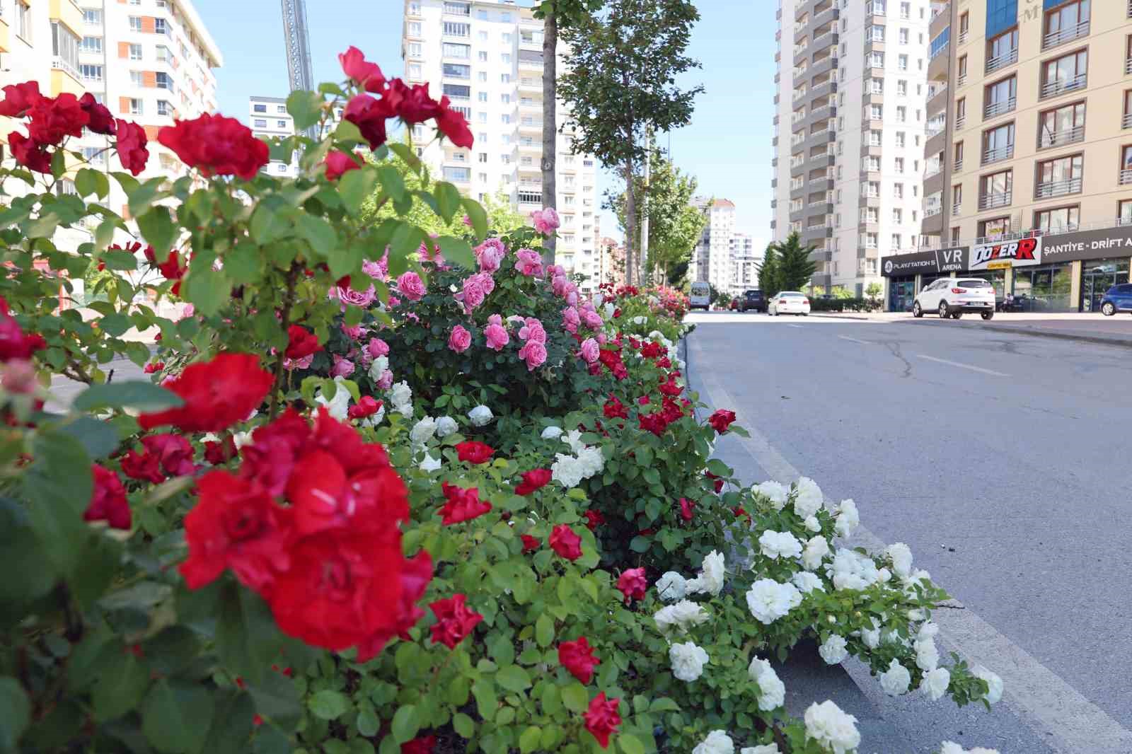 Talas’ta çiçek yılında sahne güllerin