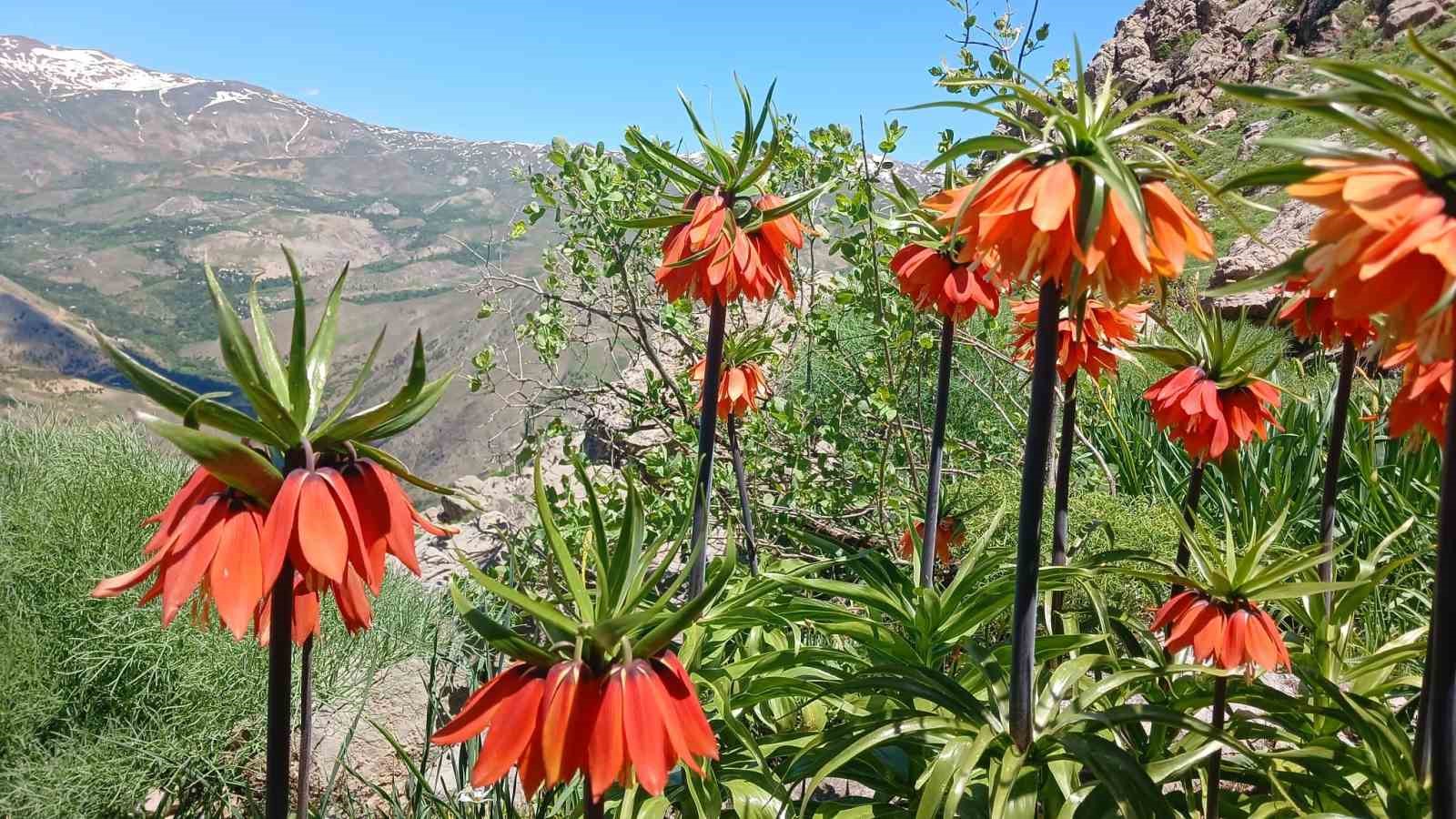 Hakkari’de 2 bin 700 rakımda ters laleler görüntülendi