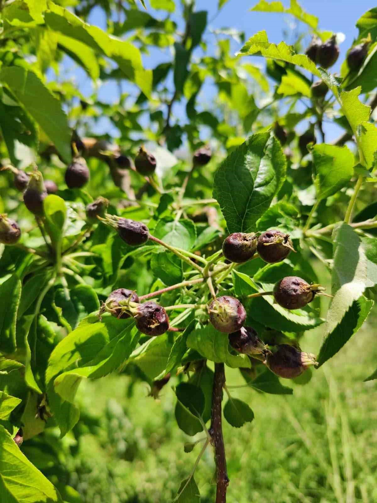 Niğde’de dolu ve sağanak tarım arazilerine zarar verdi