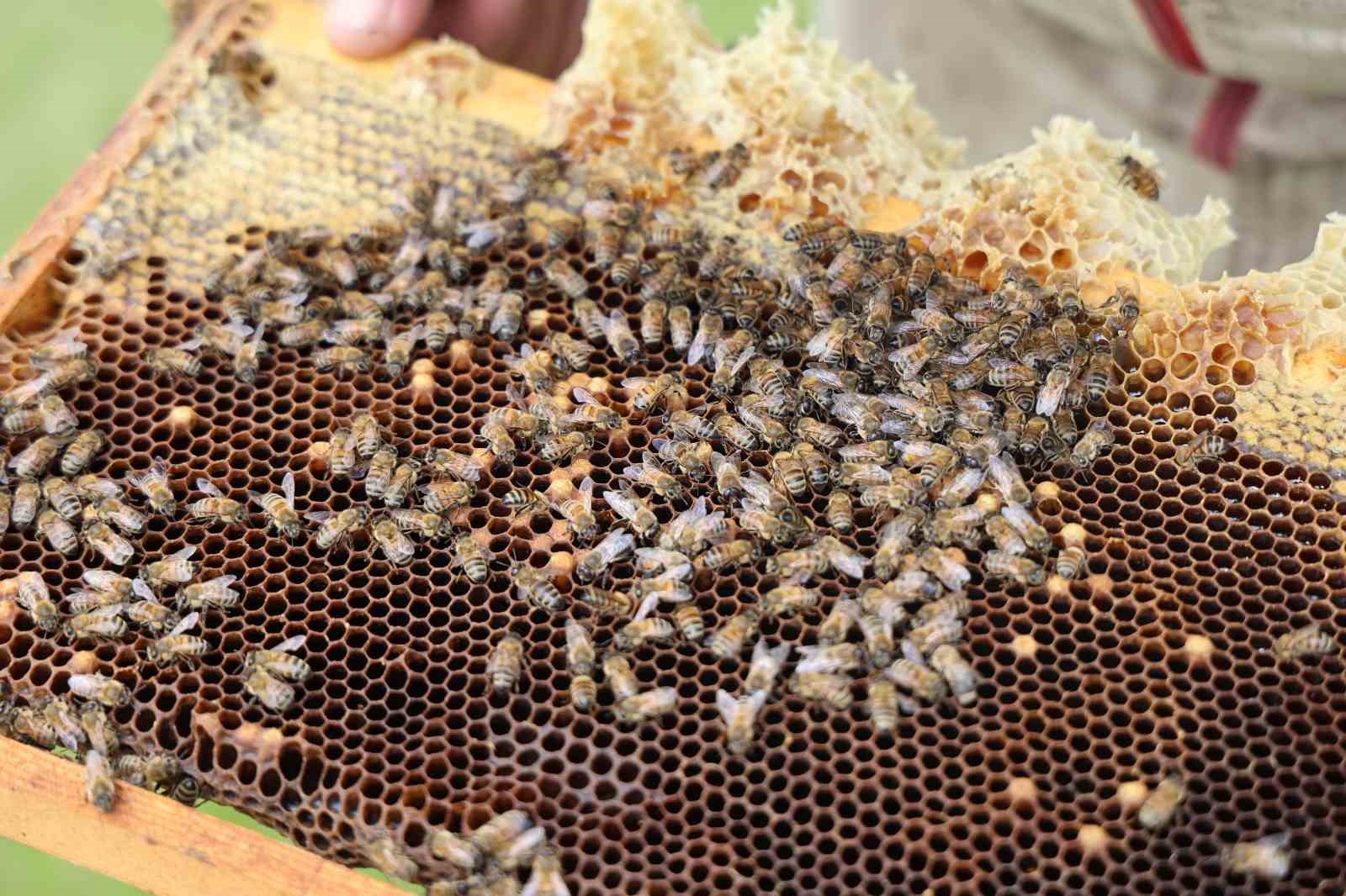 Gezgin arıcıların 4 aylık zorlu mesaisi başladı