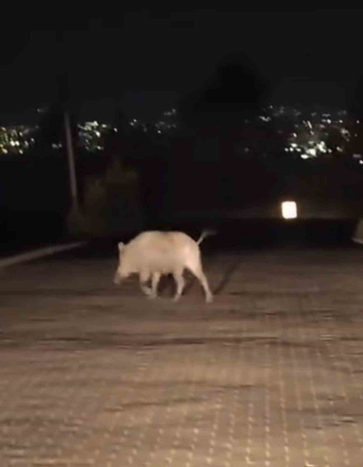 Bursa’da aç kalan domuzlar mahalleye ve mesire alanına indi