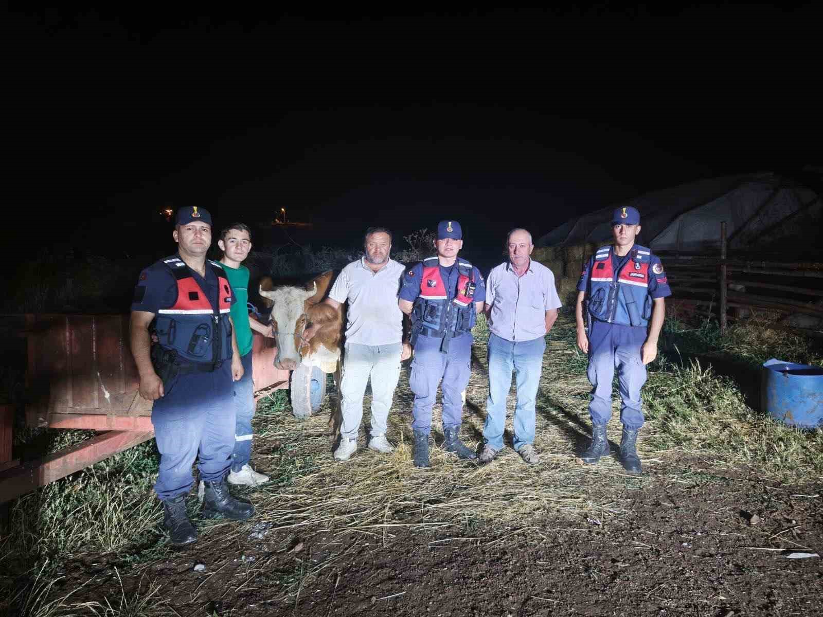 Kayıp büyükbaş hayvan jandarma tarafından bulundu