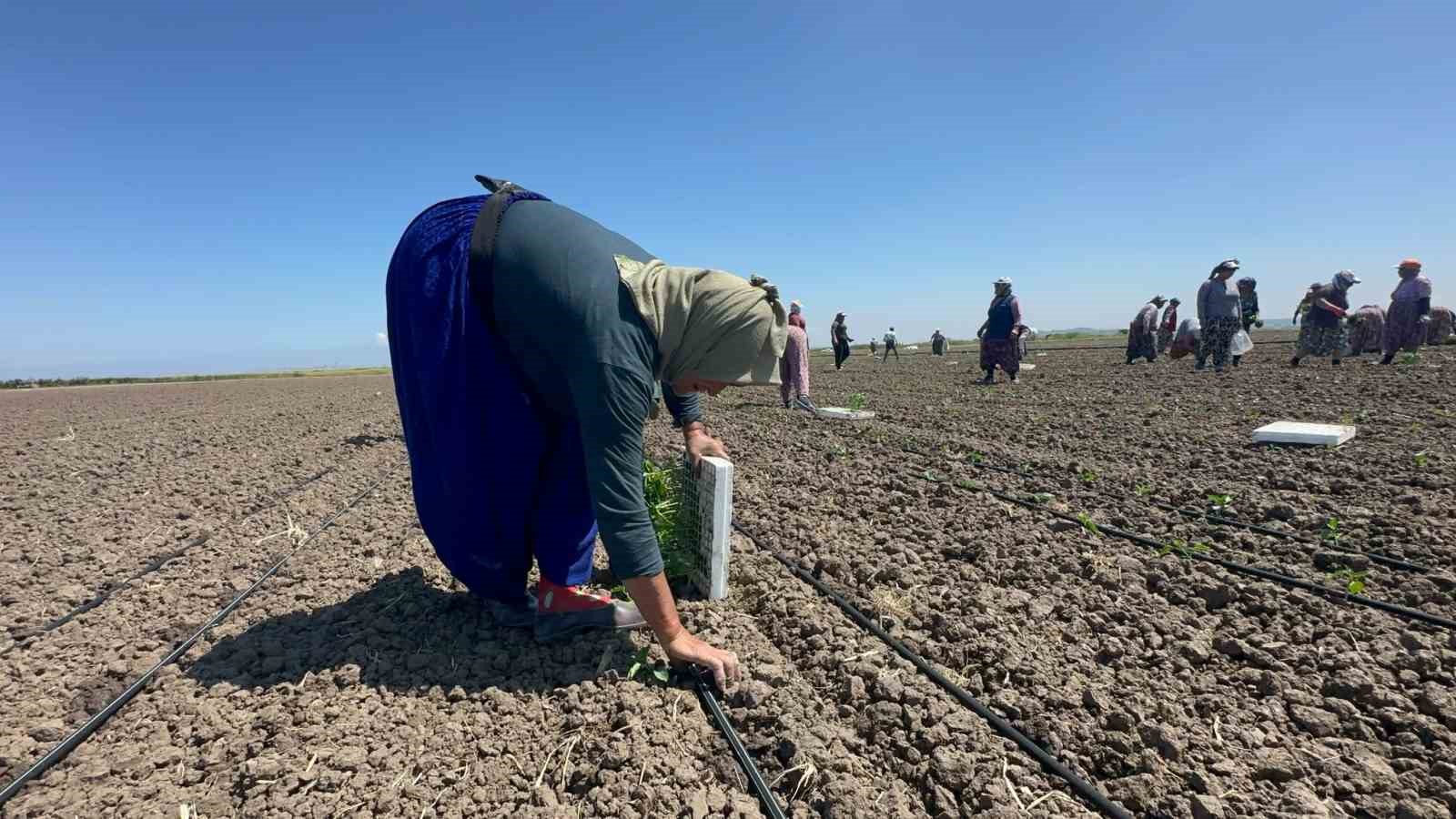Belindeki 8 platinle tarlada ekmeğini kazanıyor