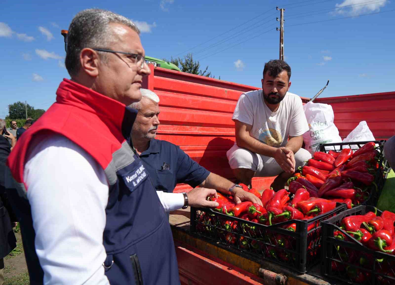 Bafra Ovası’nda "kırmızı altın"da hasat başladı: Şehre 4 milyar TL katkı