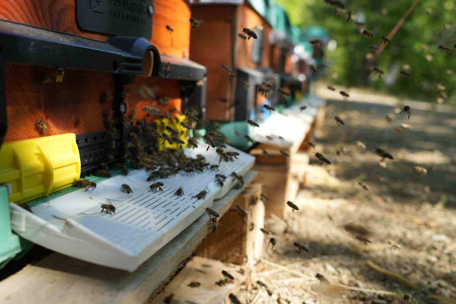 Erzincan&rsquo;da kovanlar bal doldu, arıcılar hasadı bekliyor