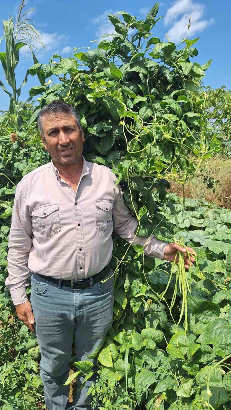 Börülce üreticisinin yüzü gülüyor