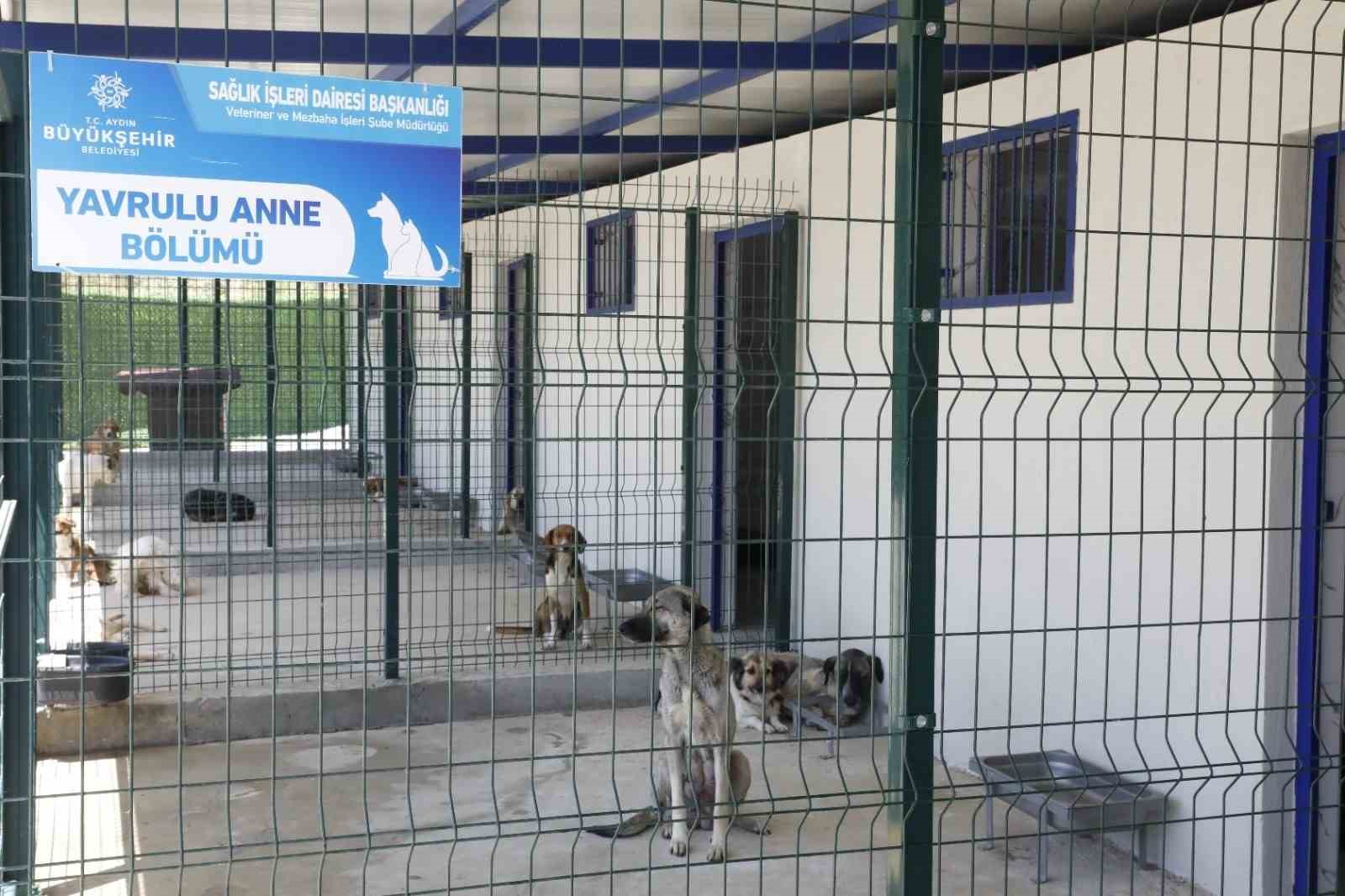 Aydın&rsquo;da sahipsiz sokak hayvanları i&ccedil;in &ccedil;alışmalar s&uuml;r&uuml;yor