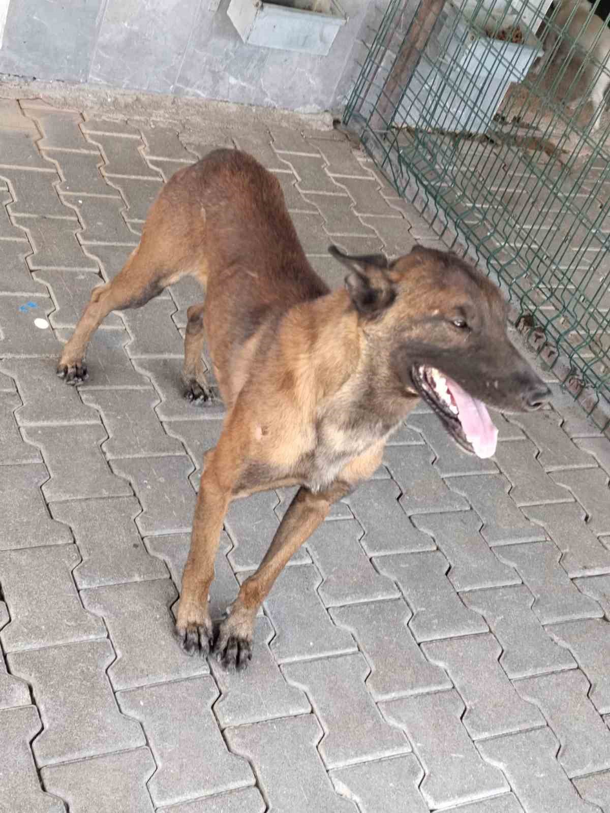 Karaman’da köpek dehşeti: 3 yaşındaki çocuk ağır yaralandı