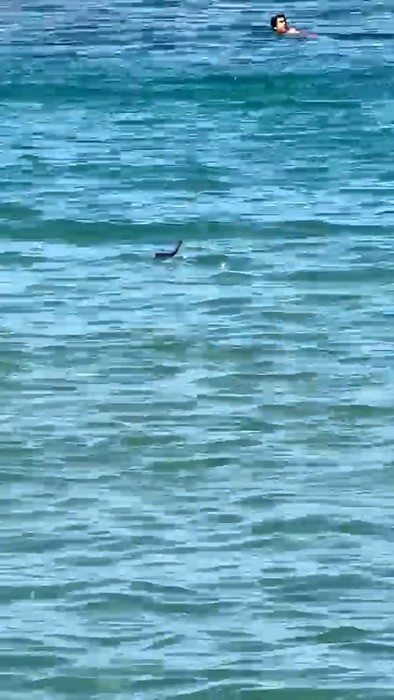 Çeşme’de denizde yılan paniği