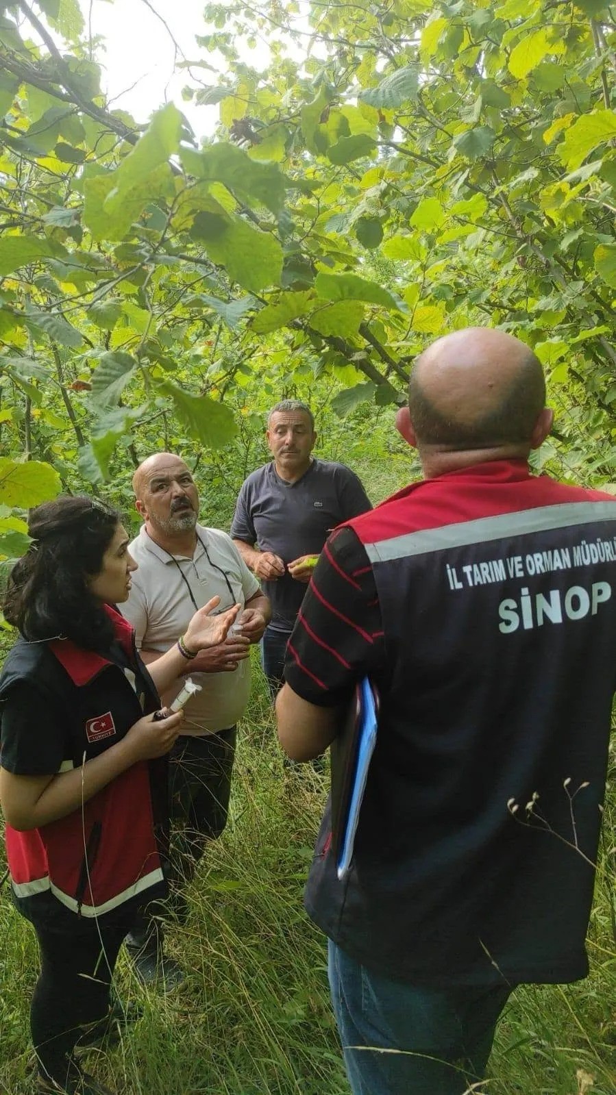 Sinop&rsquo;ta kahverengi kokarcayla biyolojik m&uuml;cadele