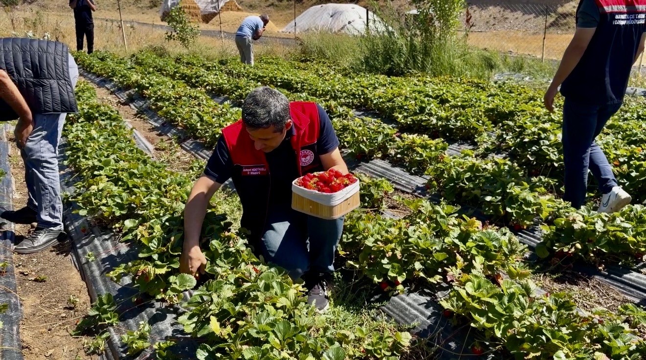 Çilek yetişmez denilen Ağrı toprağı çileği sevdi: Dekar başına 2 ton verim