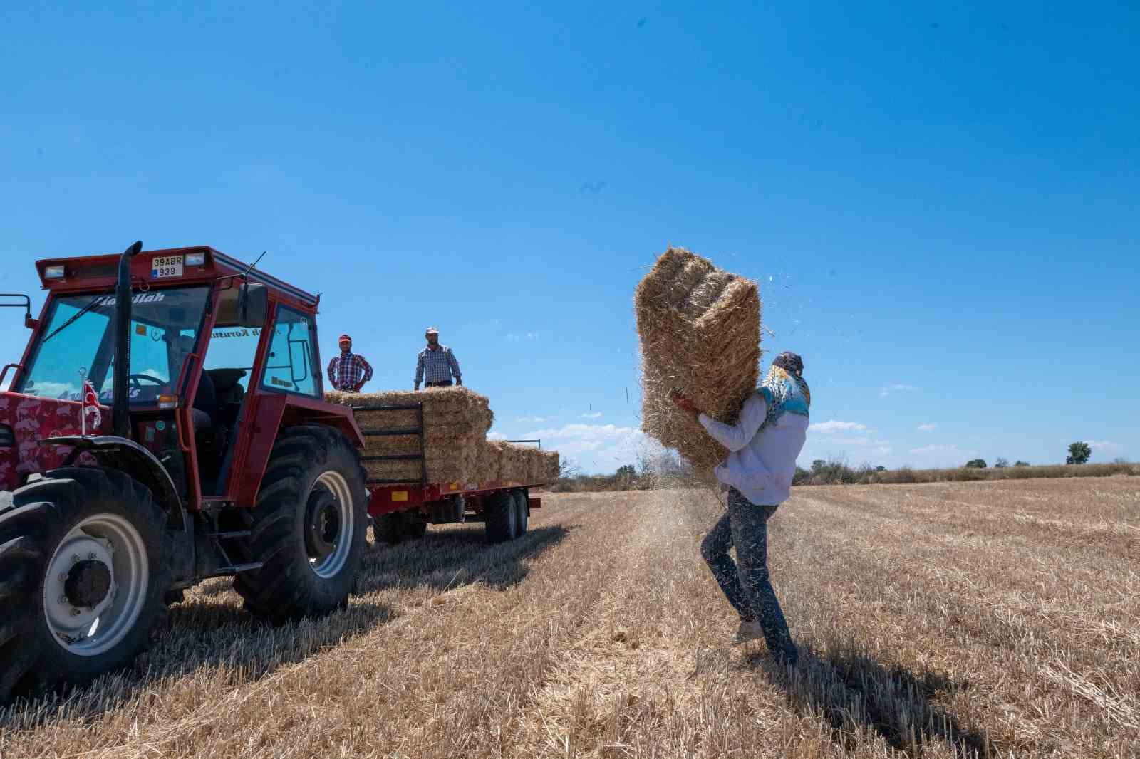 Kırklareli’nde saman balyası mesaisi: Günde 500 balya taşıyorlar