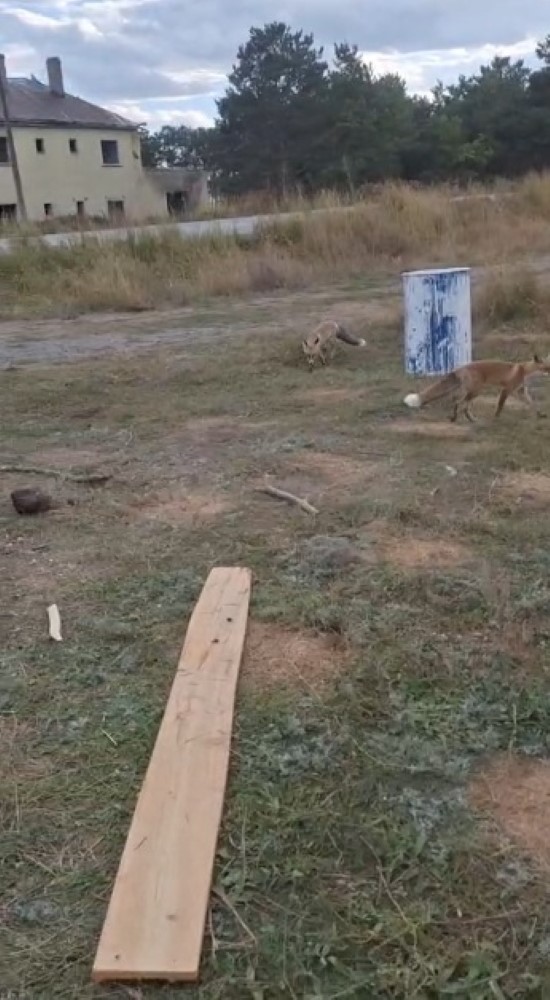 Kars&rsquo;ta eski istasyonda beklenmedik buluşma! Arı kovanlarını taşırken 3 tilki geldi, vatandaş misafirlerini eliyle besledi