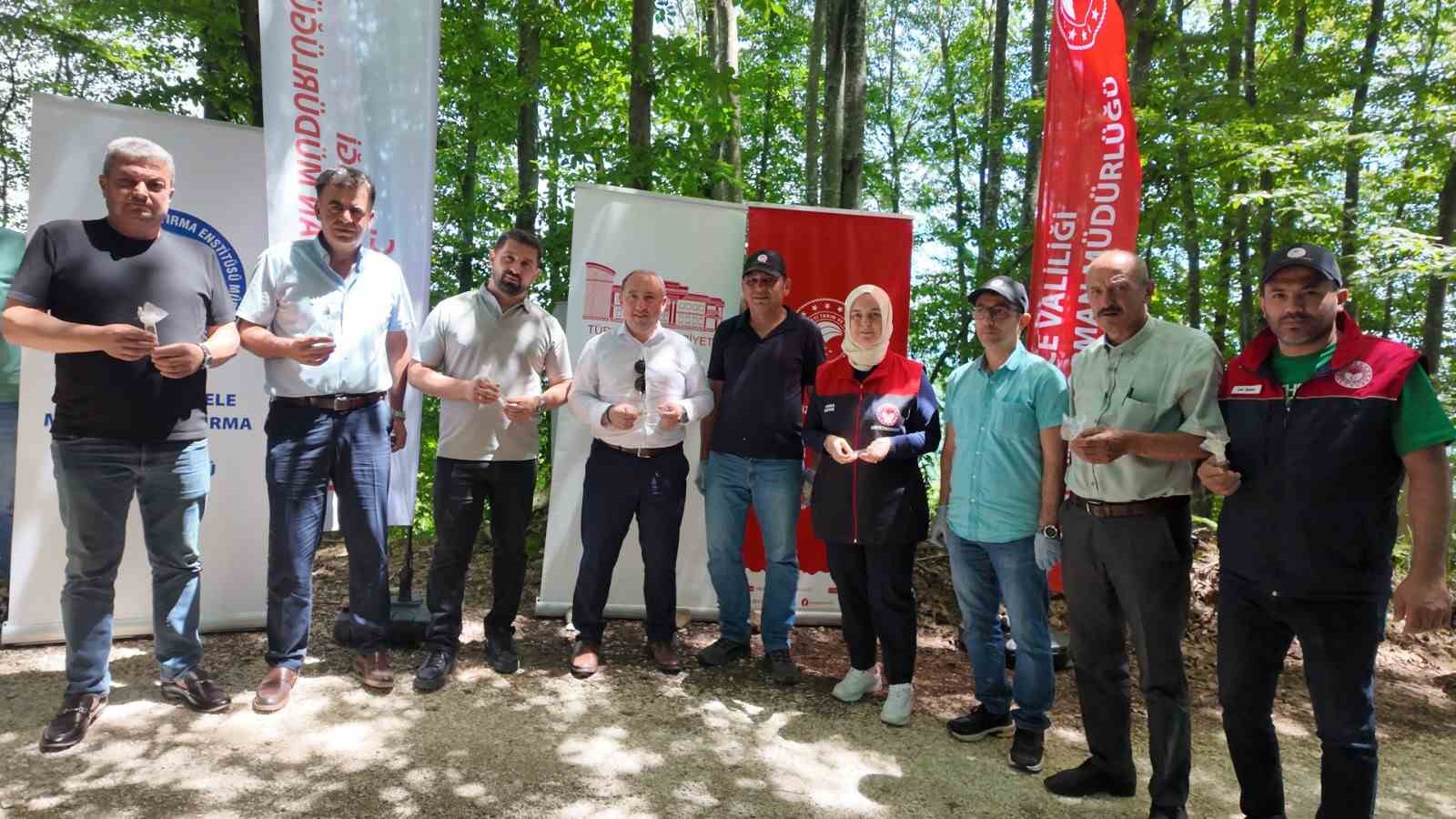 Savaşçı arılar kahverengi kokarcalar için salındı