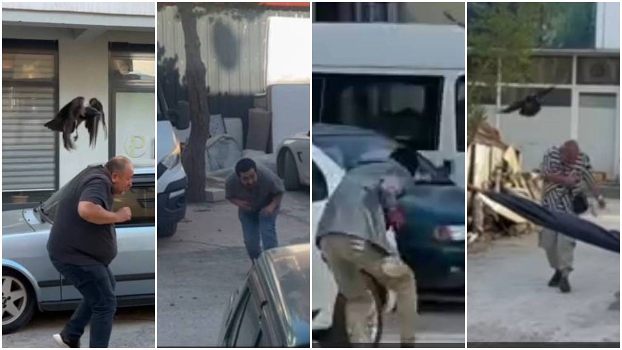 Erzincan&rsquo;da karga ailesi yavrusu i&ccedil;in kedilere ve insanlara meydan okudu