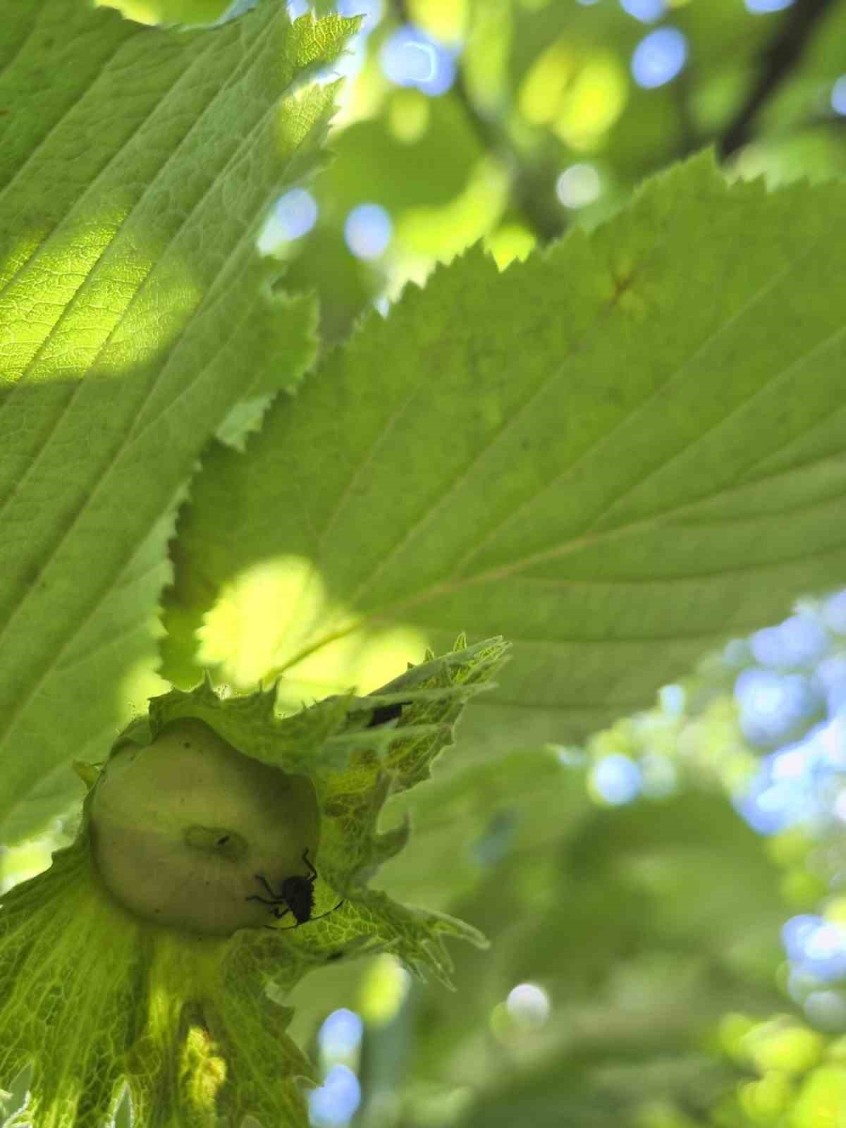 Samuray Arıcığı Kahverengi Kokarcaya karşı etkisini gösterdi