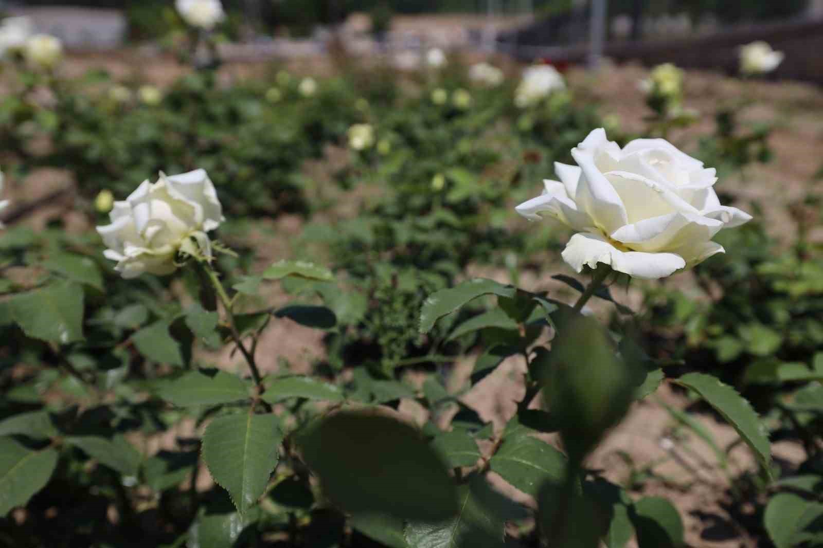 Başiskele’nin yeni yaşam alanı Gül Bahçesi’nde ilk fidanlar dikildi