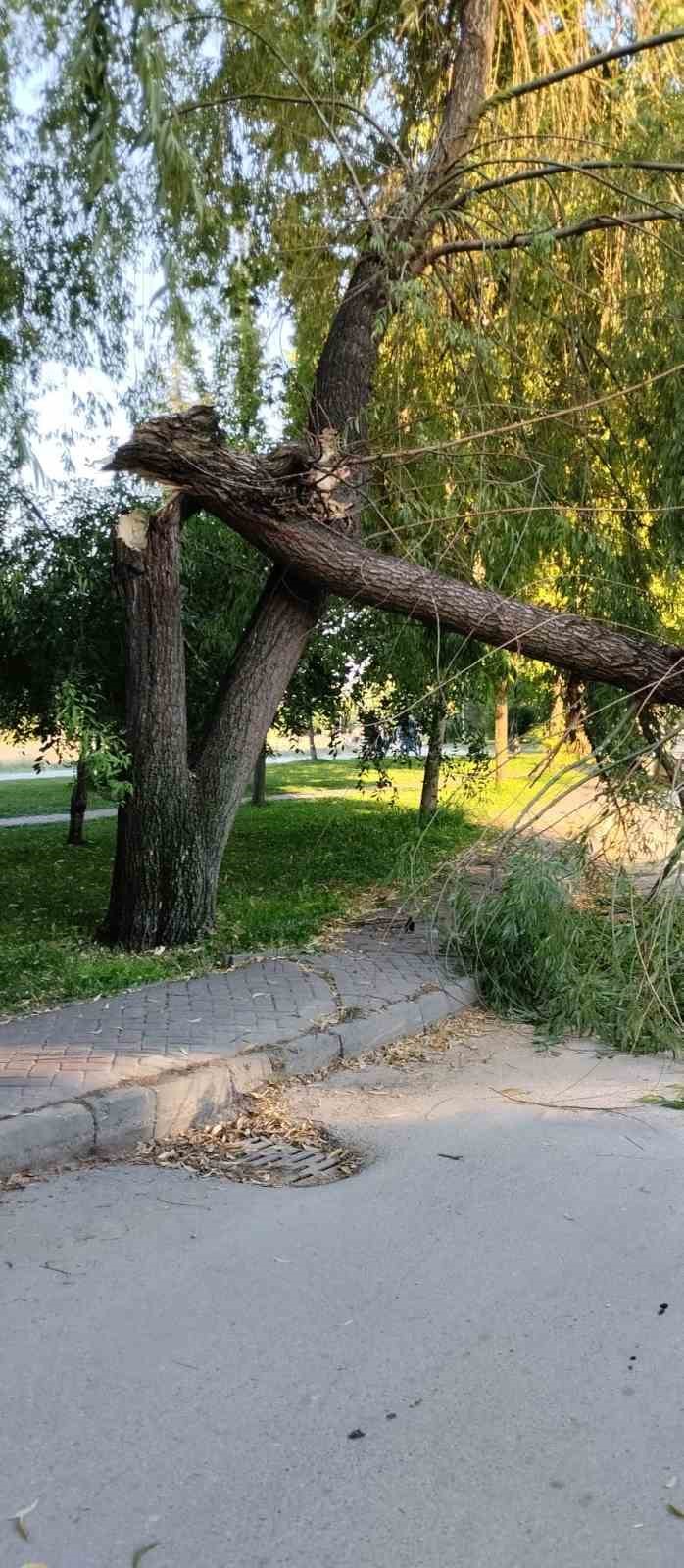 Şiddetli rüzgar parktaki ağacı devirdi