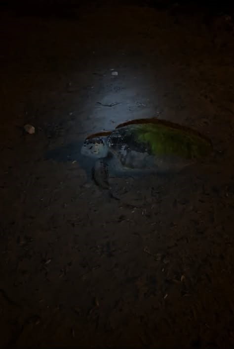Aydın’da yılın ilk Caretta Caretta yuvası tespit edildi