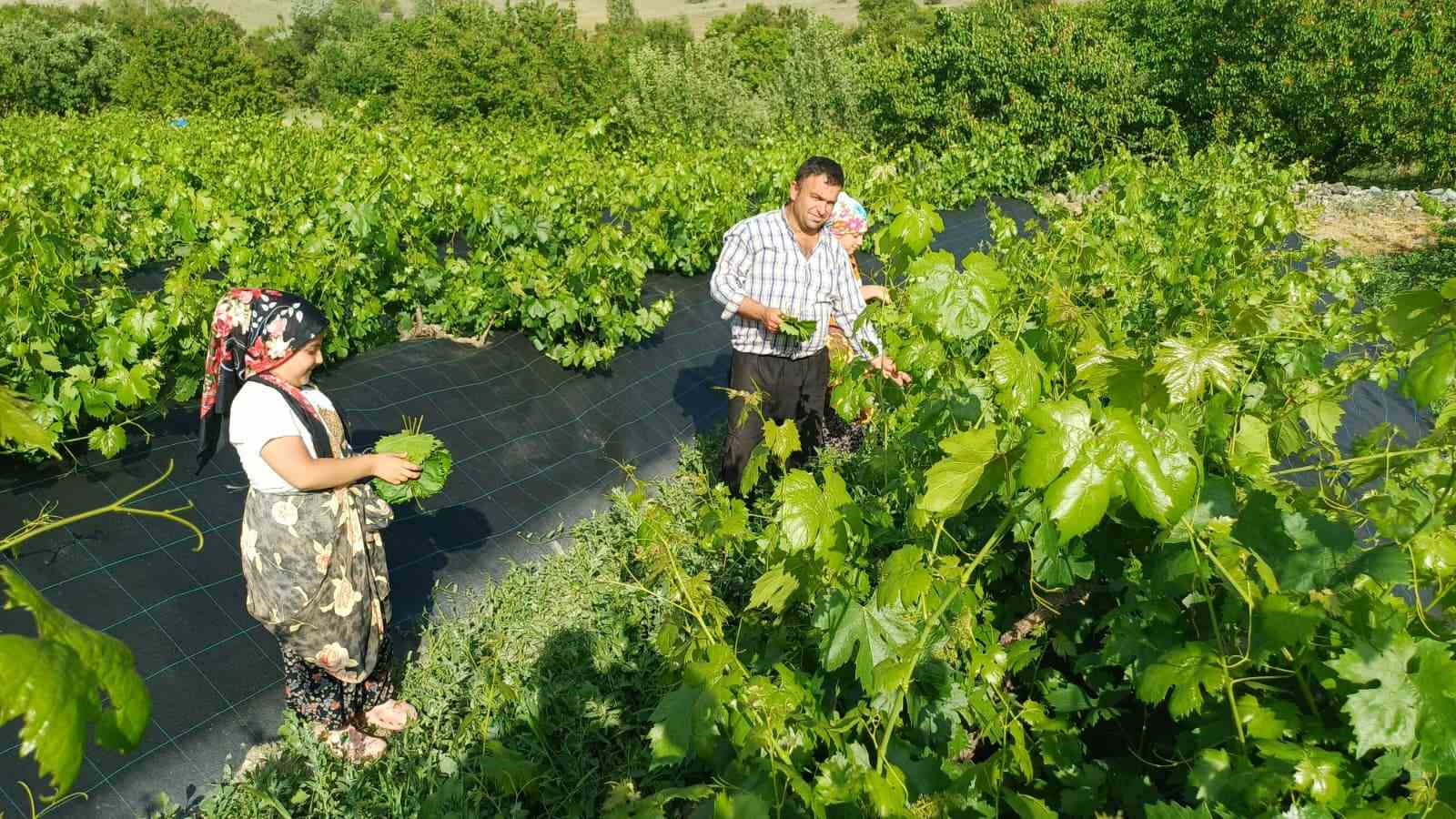 Erzincan’da üzümden önce yaprak hasadı başladı