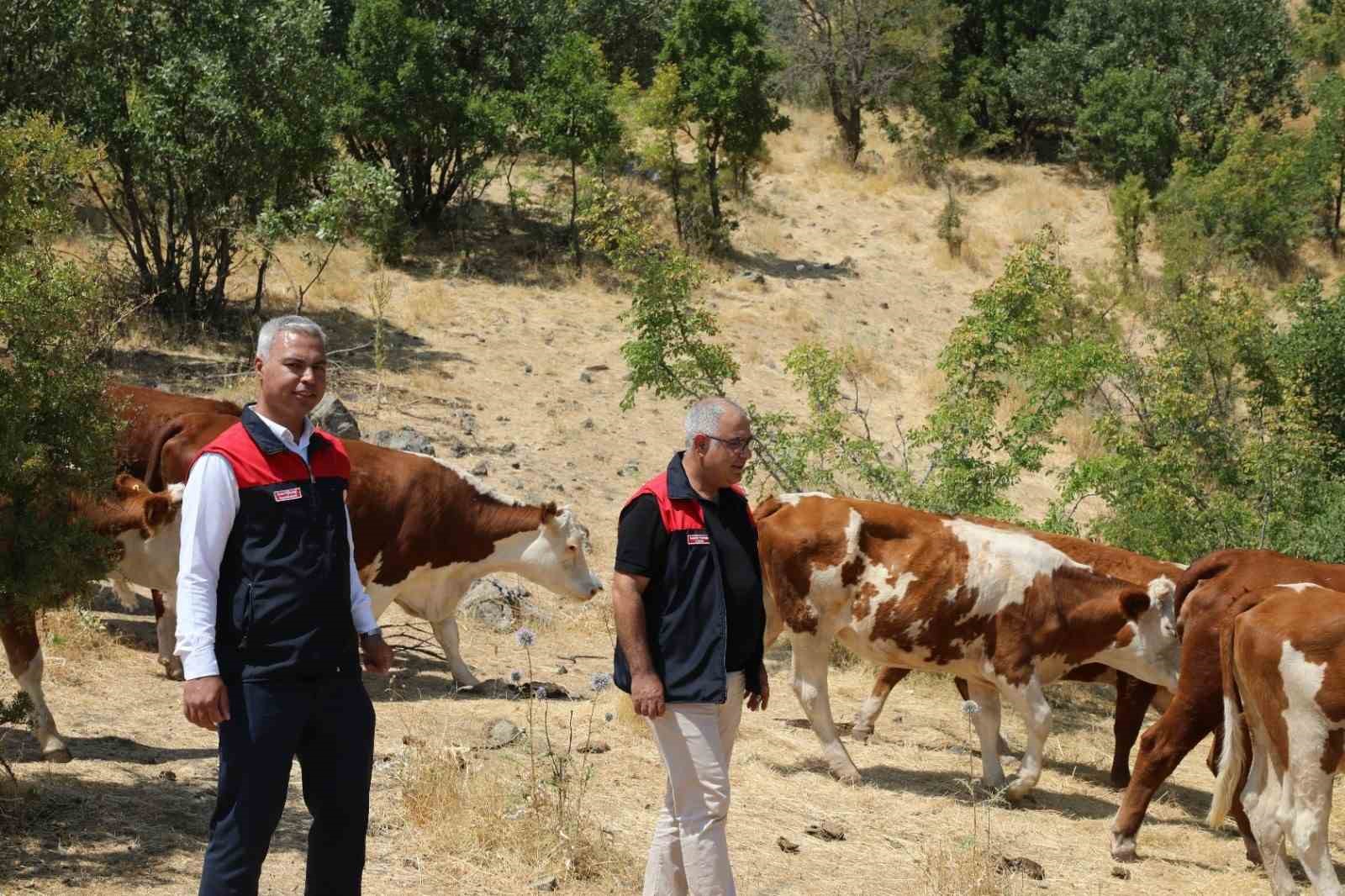 Elazığ&rsquo; Kırsalda Bereket, Hayvancılığa Destek Projesi s&uuml;r&uuml;yor