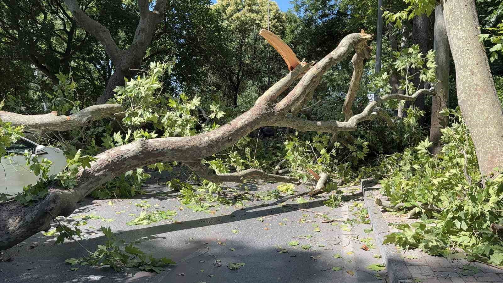 Florya’da asırlık çınar aracın üzerine devrildi, yol trafiğe kapandı
