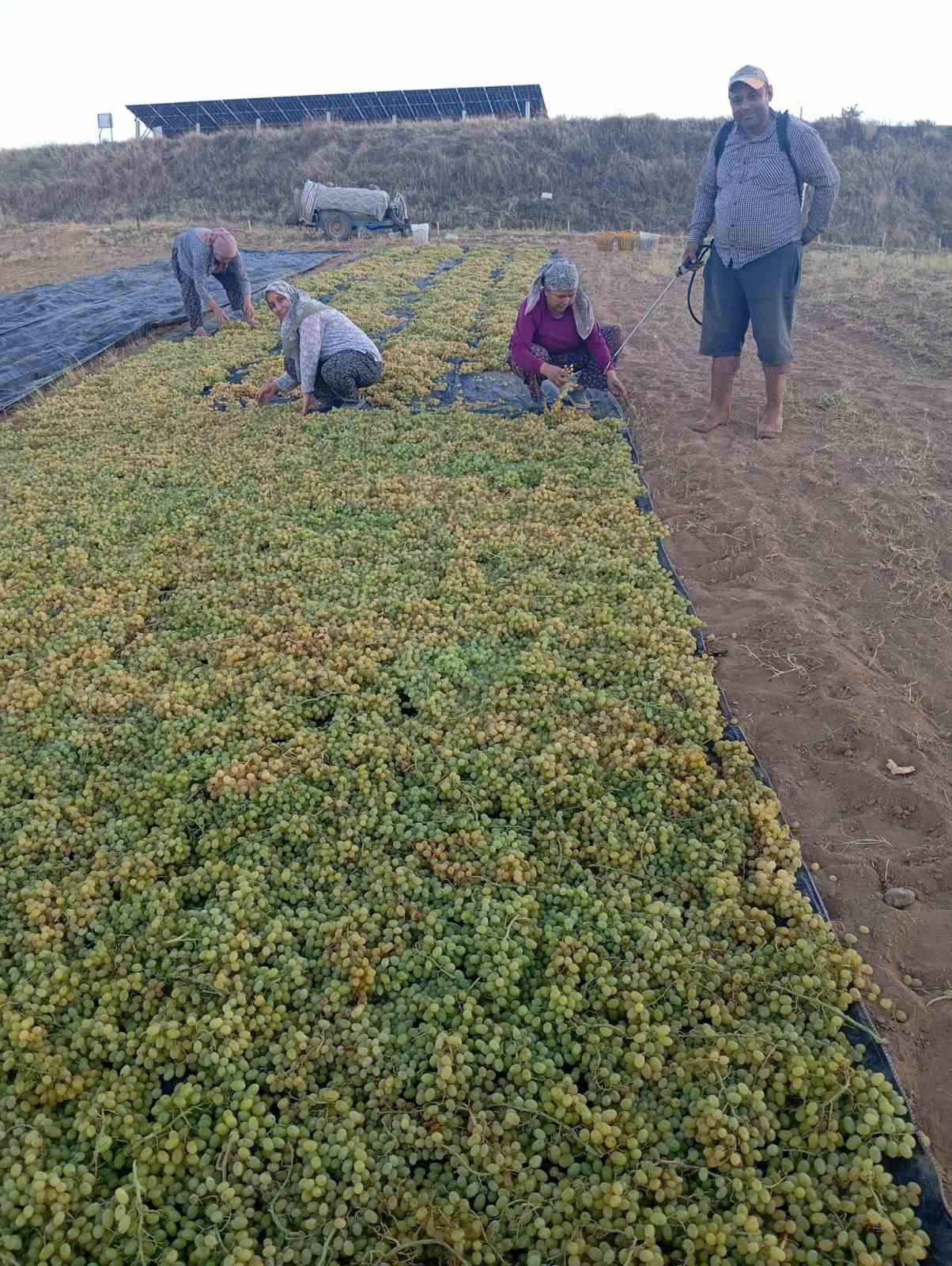 Fiyatlardaki dengesizlik çiftçiyi kuru üzüme sevk etti
