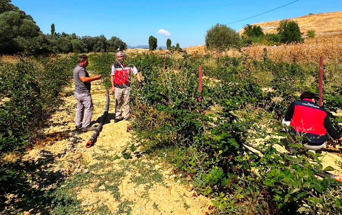 Dumlupınar Selkisaray K&ouml;y&uuml;&rsquo;nde b&ouml;ğ&uuml;rtlen &uuml;retim alanı kontrol edildi