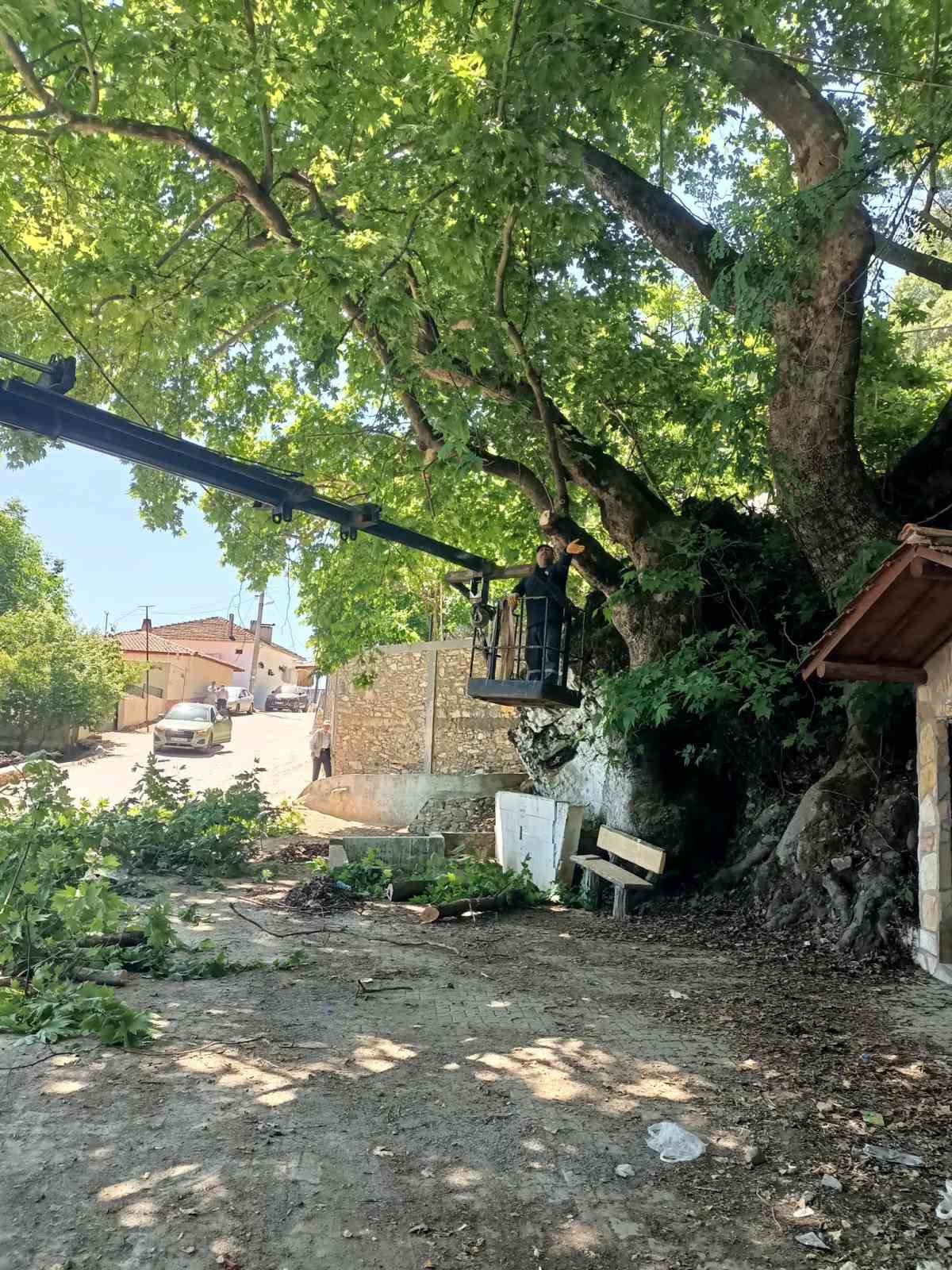 Karacasu’daki anıt ağaçlar yaz dönemine hazırlandı