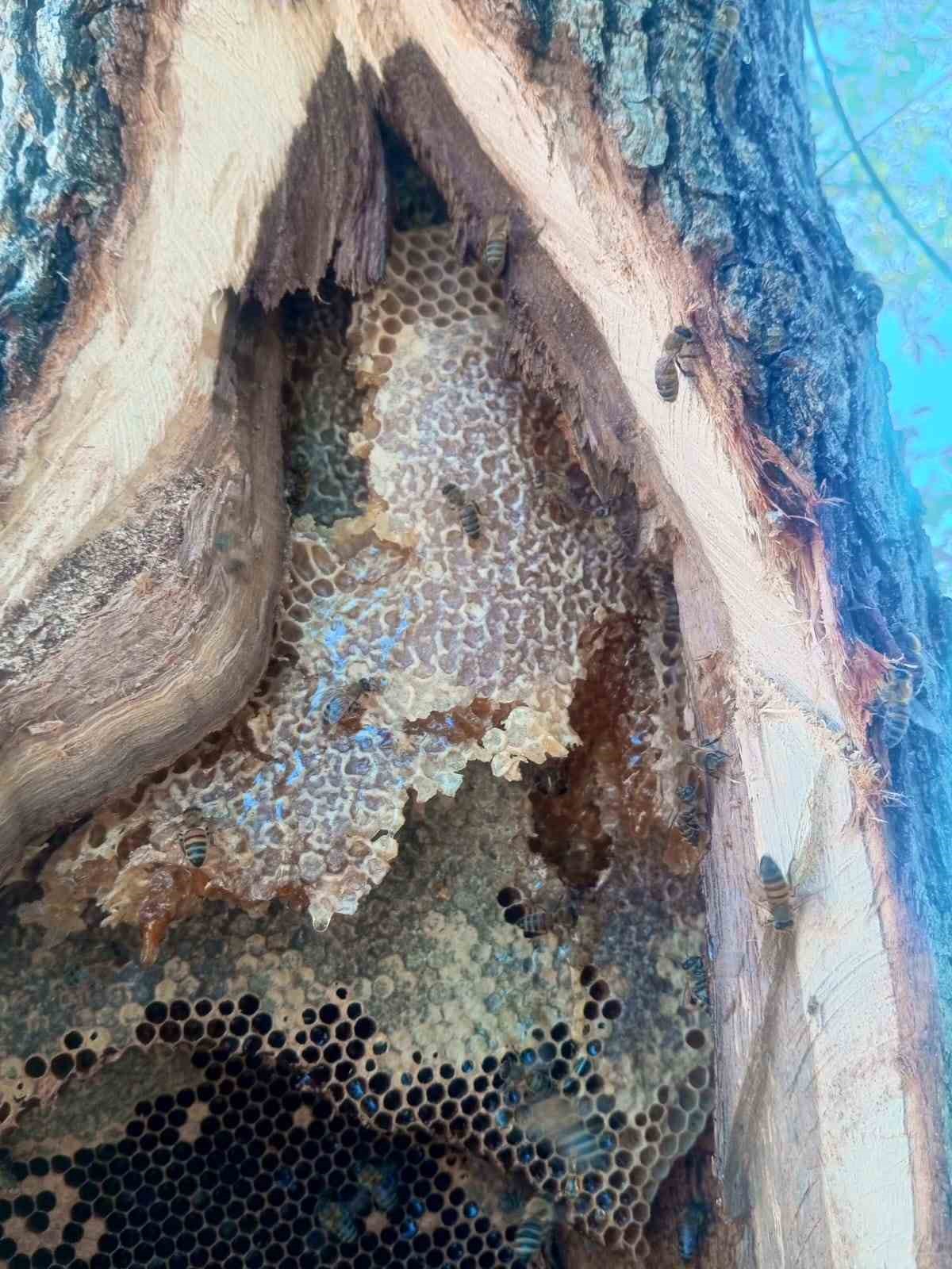 Sason’da ağaç kovuklarından çıkan balın kilosu çeyrek altını geride bıraktı