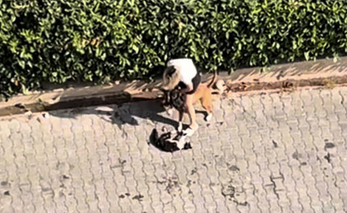 Ağızlıksız gezdirilen Pitbull kediyi parçaladı: Sahibi ’polisi aramayın’ diye yalvardı