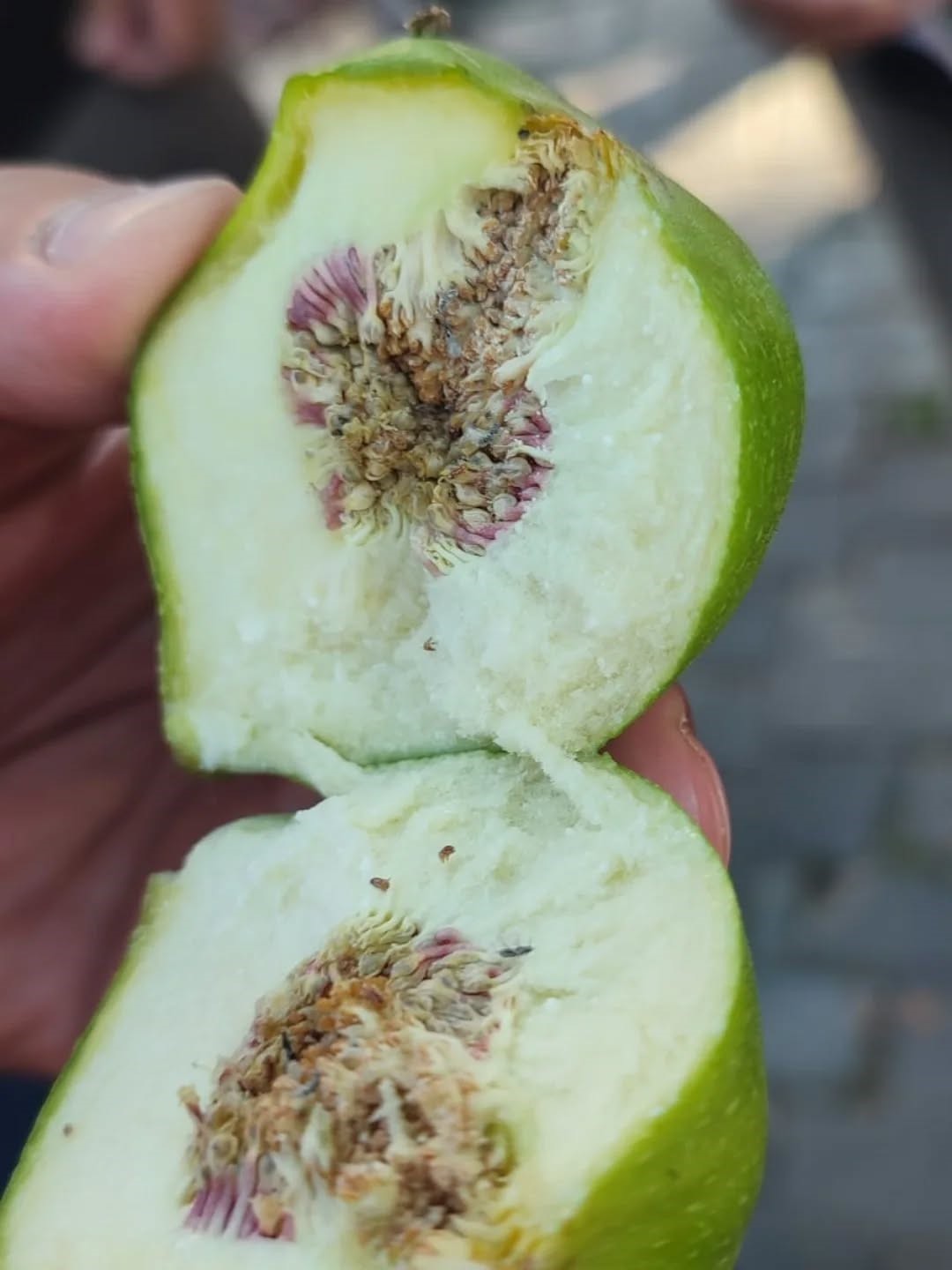 Aydın’da ilekleme sezonu yakından takip ediliyor