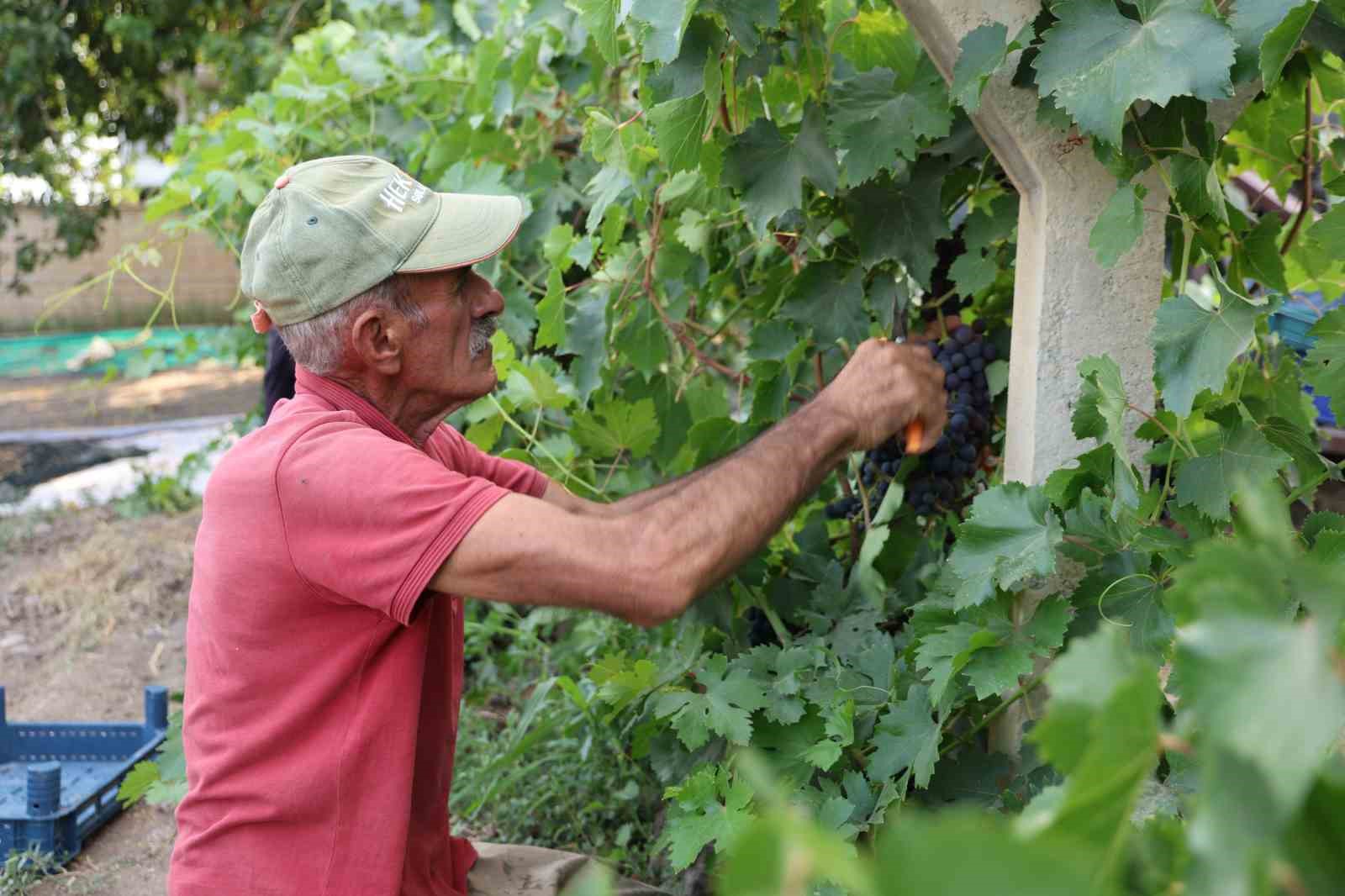 Elazığ’da erkenci üzüm hasadı başladı